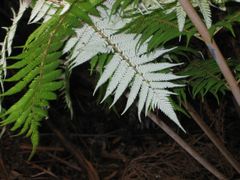 cyathea dealbata